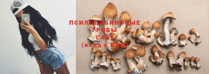 Псилоцибиновые грибы MAGIC MUSHROOMS  mega вход  Владимир 